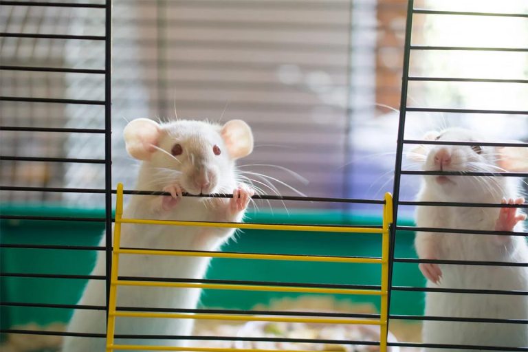 Pet Rats 101 What you Need to Know Before You Get One Colliers News
