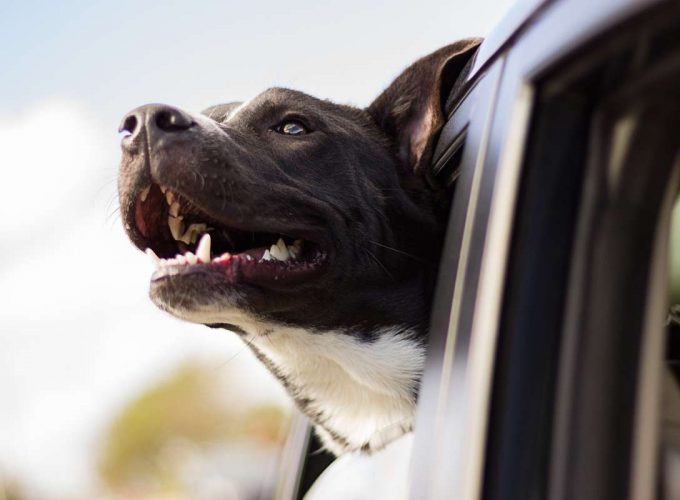 best cars for dogs